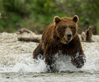 Alaskan Bears