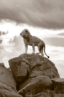 African Wildlife 2
