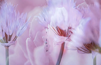 Macro Flowers 2