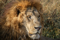 Serengeti 2026