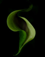 Macro Flowers 1
