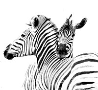 African Wildlife Monochrome