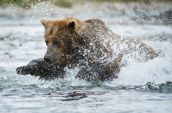 Dive!