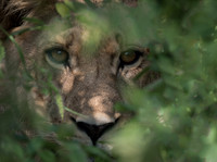 African Wildlife