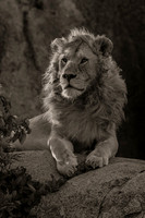 African Wildlife 1