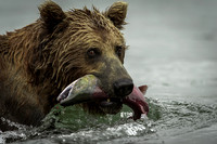 Alaskan Brown Bears