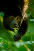 Osa Peninsula (Costa Rica)