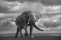 African Wildlife 3